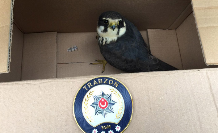 Trabzon'da kargaların saldırdığı kerkenezi polis ekipleri kurtardı