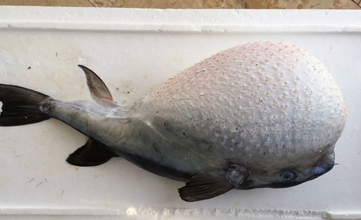 Akdeniz'de yerli balıklar azalıyor, tropikal balık türleri artıyor