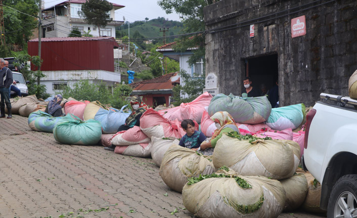 Çay üreticisinden ÇAYKUR'a kontenjan tepkisi