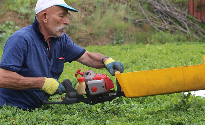 Rize'de bu şekilde çay toplamak yasak