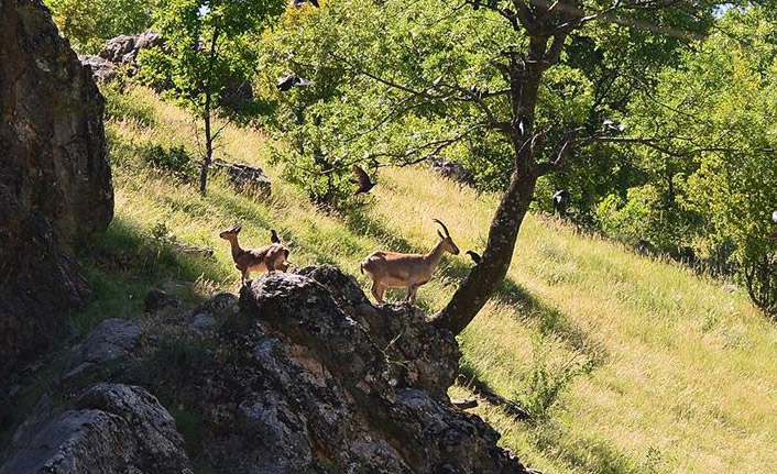 Koruma altındaki yaban keçileri beslenirken görüntülendi