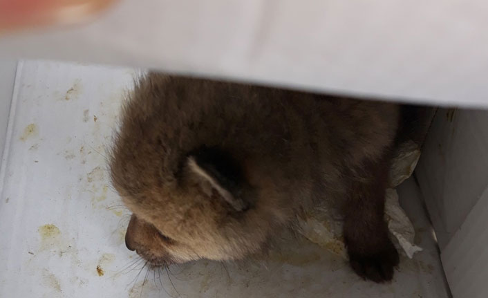 Yavru Kurt, tedavi altına alındı