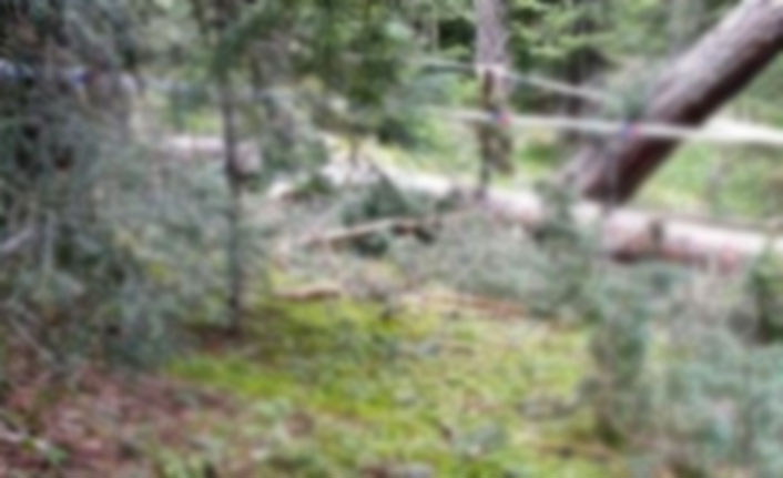 Kestiği ağacın altında kaldı! - 29 Mayıs 2020