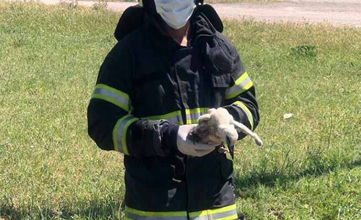 Yuvasından düşen yavru leylek tedaviye alındı