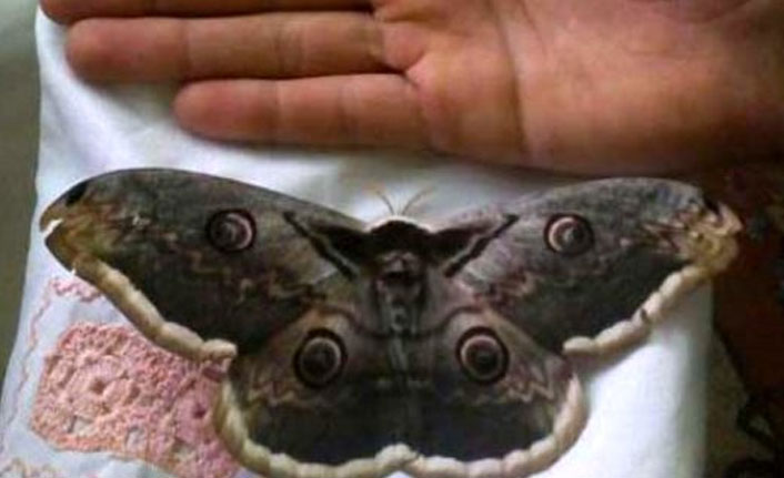 16 cm'lik kelebek, büyüklüğü ile şaşkına çevirdi