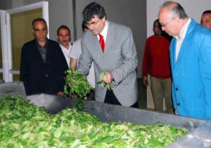 ''137 Bin ton yaş çay aldık''