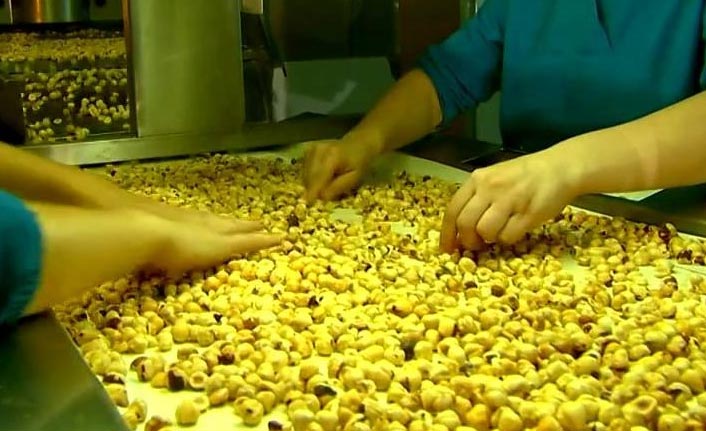 Fındıkta elde edilen gelir sevindirdi