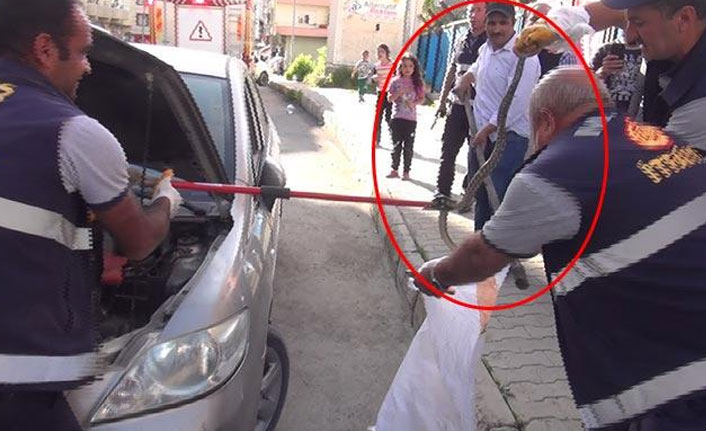 Zehirli engerek otomobilin motorundan çıkartıldı