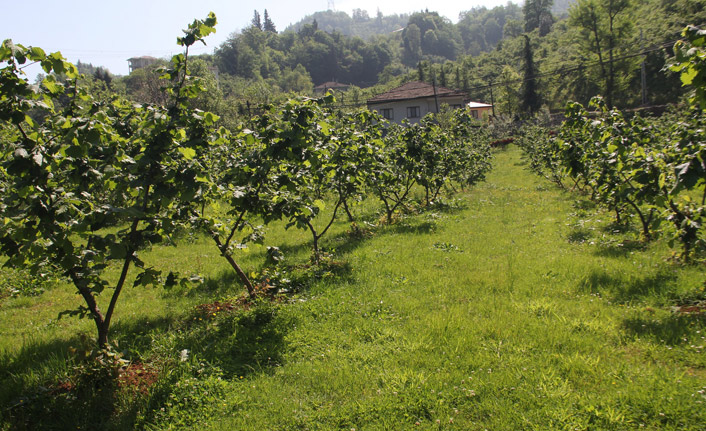 Fındık bahçelerinin yenilenmesine devlet desteği talebi