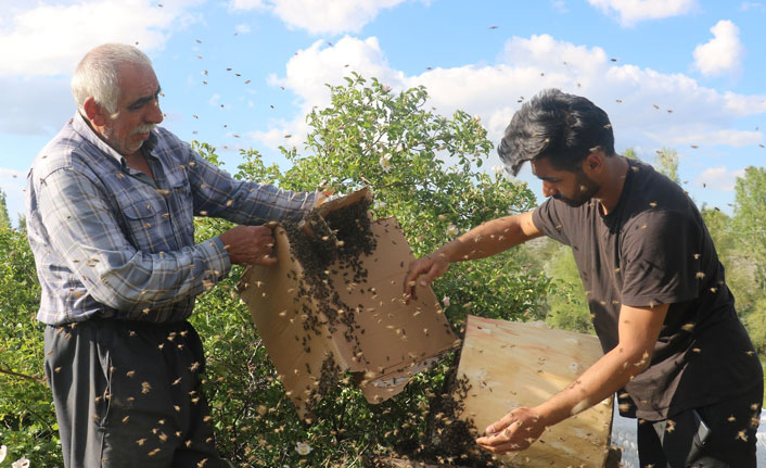 Dede ve torunun arılarla ilişkisi şaşırtıyor