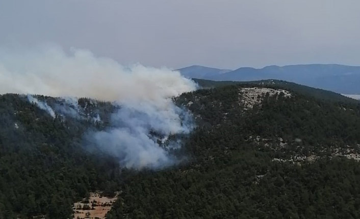 Ege'de orman yangını