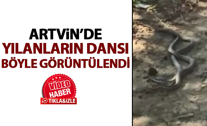 Artvin'de yılanların dansı böyle görüntülendi