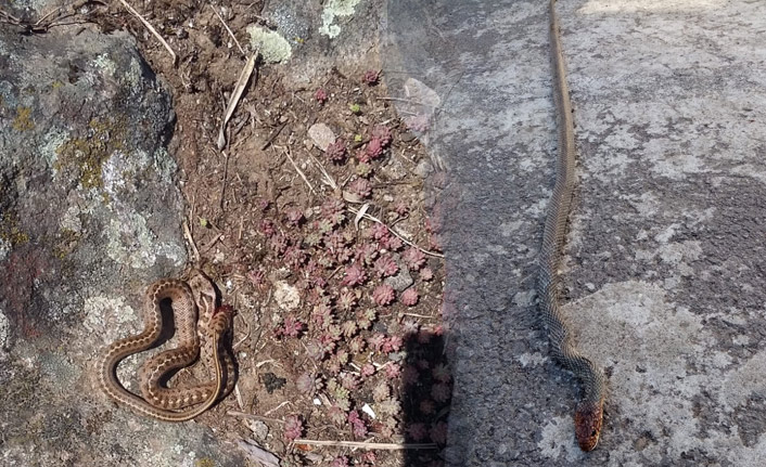 Trabzon’da tedirginlik başladı! Bir çok yerde görülüyorlar