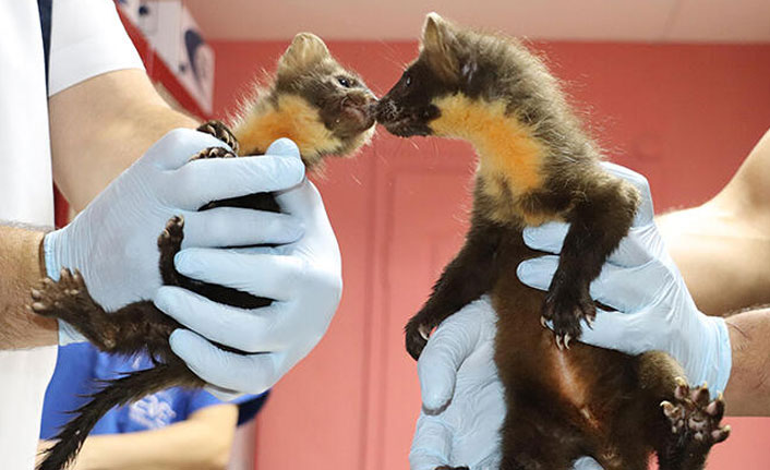 Sansar yavrularına sahip çıktılar