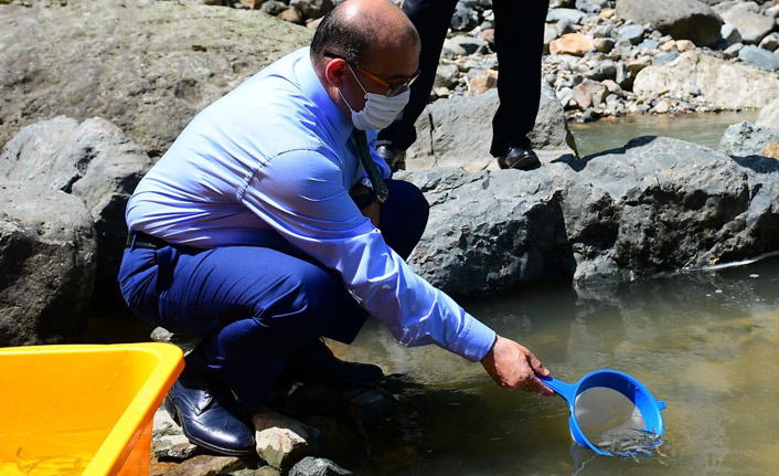 Trabzon'da 6 Bin alabalık dereye salındı