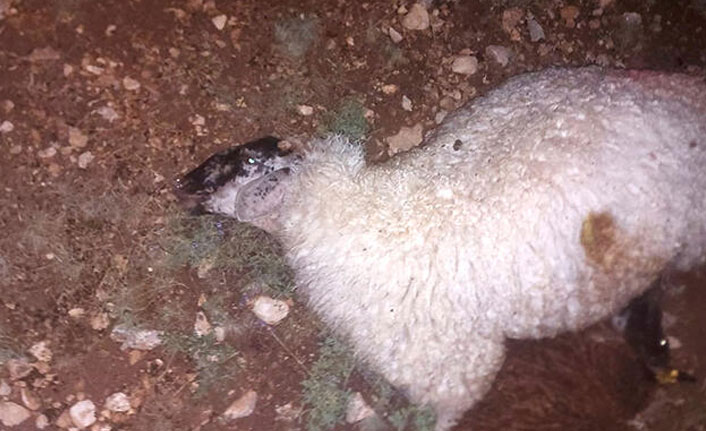 Yıldırım düşen bölgedeki 13 koyun telef oldu