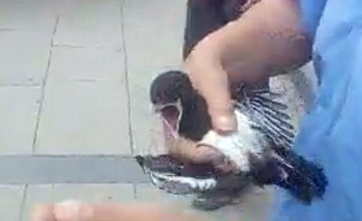 Yuvasından düştü... İtfaiye ekipleri yerine koydu