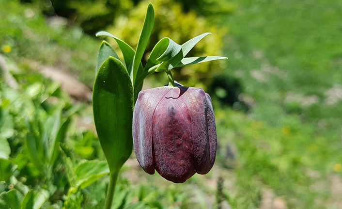 Ters laleler yaylaları süslüyor