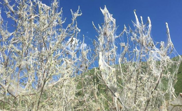 Beytüşşebap'ta 'tırtıl' istilası!