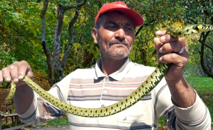 Yılanları elleriyle yakalıyor