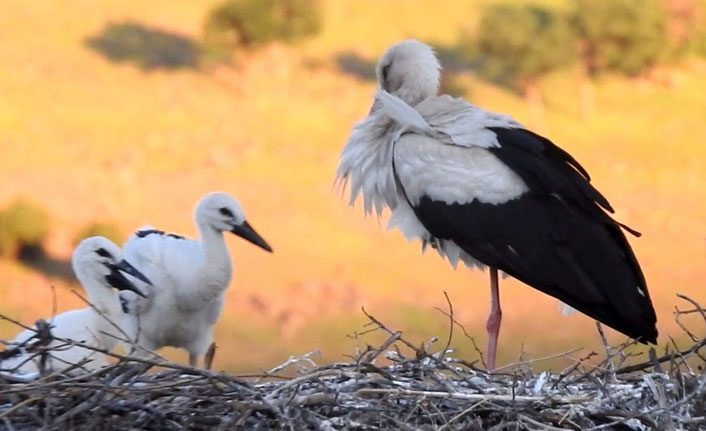Leylek yavruları yumurtadan çıktı