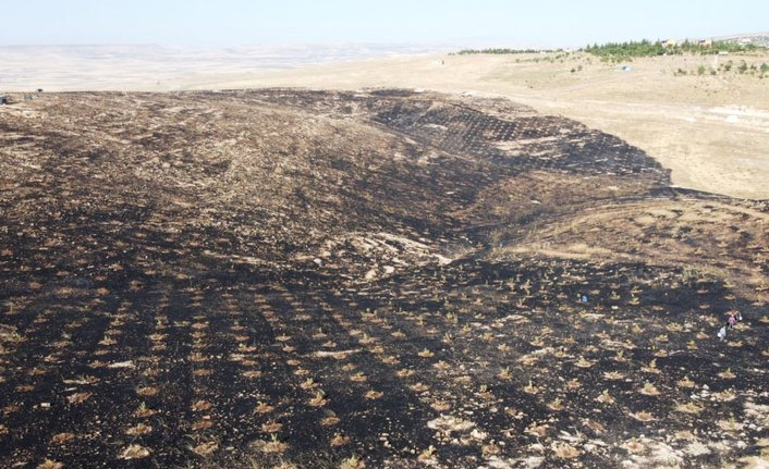 7 bin fıstık fidesi kül oldu