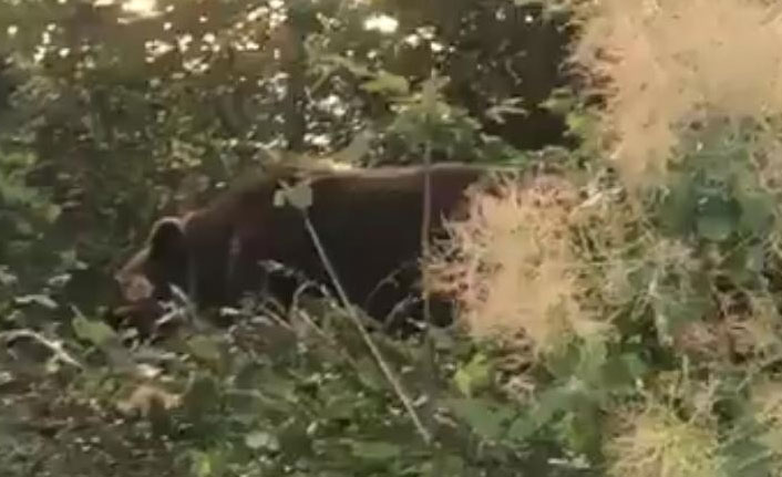 Domuz teline takılan ayı ekipleri seferber etti