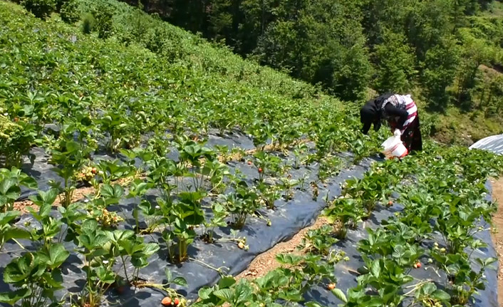 Japonya'dan Trabzon'a! Siparişlere yetişemiyor