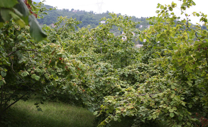 Fındık üreticisine çağrı: “Bahçeye gelelim, bahçeden çıkmayalım"