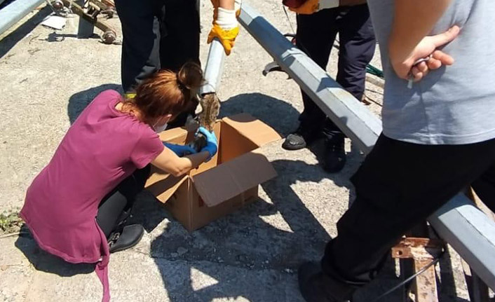Giresun’da elektrik direğine sıkışan yavru kedi iki gün sonra kurtarıldı