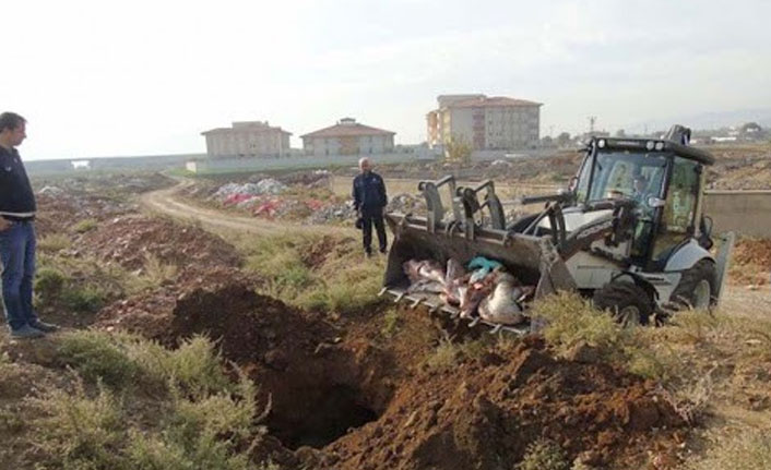 Mundar hayvanı satmak isterken yakalandı
