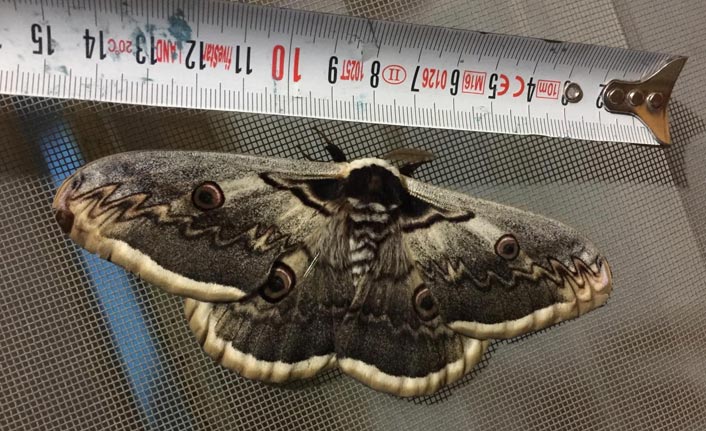 Dev kelebek boyuyla şaşırttı