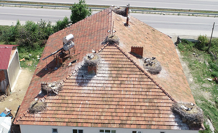 Bu binada insandan çok leylek yaşıyor