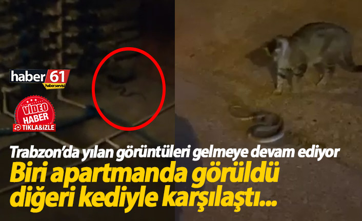 Vatandaşlar Trabzon’da yılan görüntülemeye devam ediyor! Bu kez apartmanda…