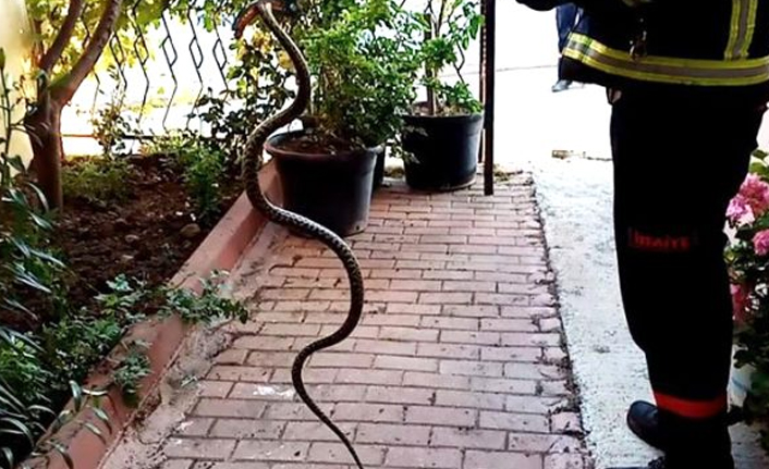 Veterinerler, son günlerde sıkça görülen yılanların nedenini anlattı