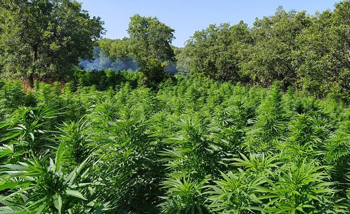 7 milyon 571 bin kök Hint keneviri ele geçirildi