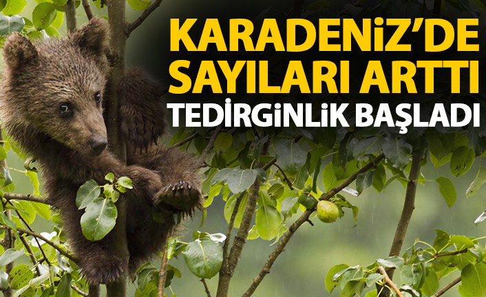 Karadeniz’de popülasyonu artan ayılar korkutuyor