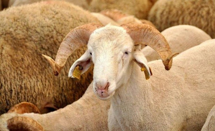 Kurban Vekalet ücretleri belli oldu