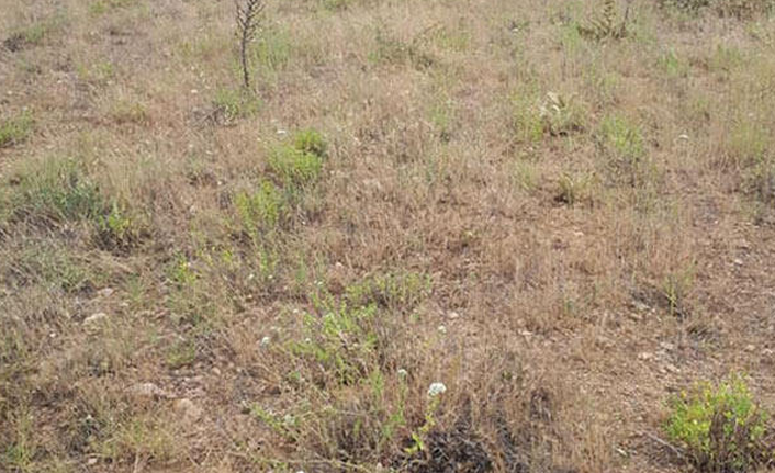 1 ton kekik, tarladan çalındı