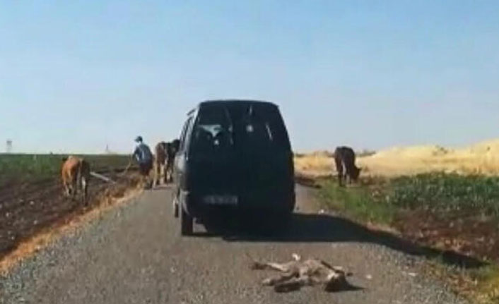 Ölü sıpayı aracının arkasına bağlayıp sürükledi