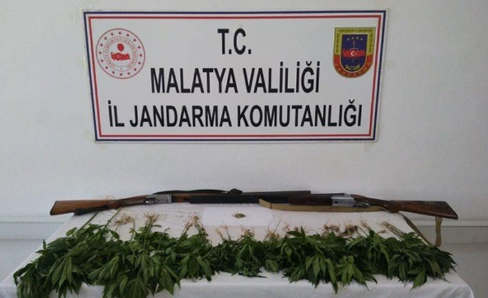 Kayısı bahçesinde kenevir ele geçirildi