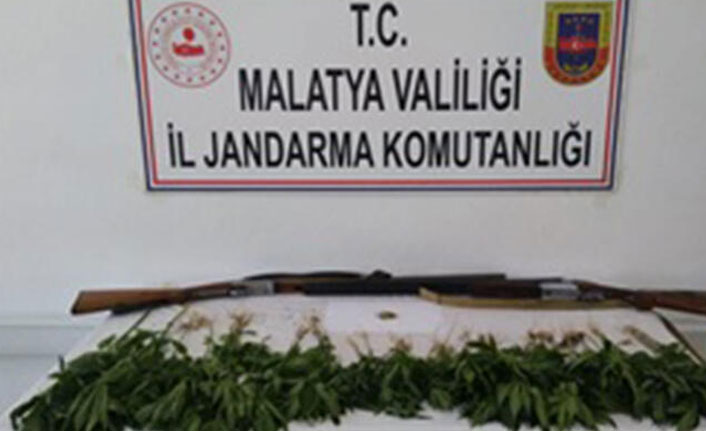 Malatya'da 327 kök kenevir ele geçirildi