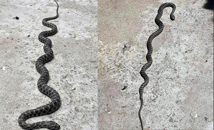 Çatıya çıktı ilk kez böylesiyle karşılaştı