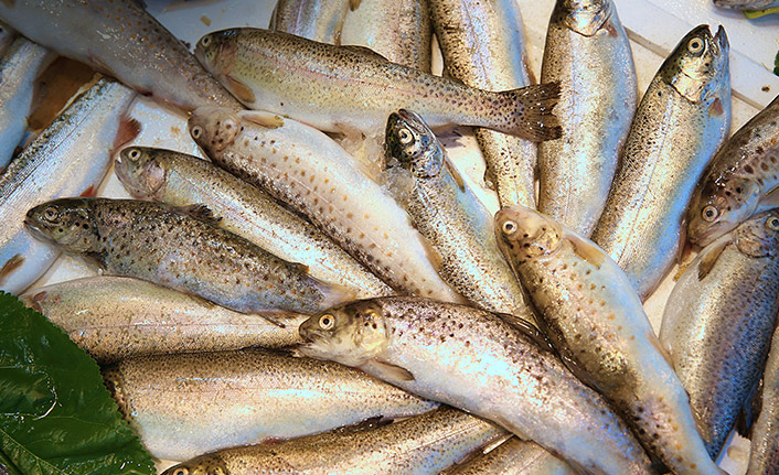 Balıkçıların tezgahları alabalık ve somonla şenlendi