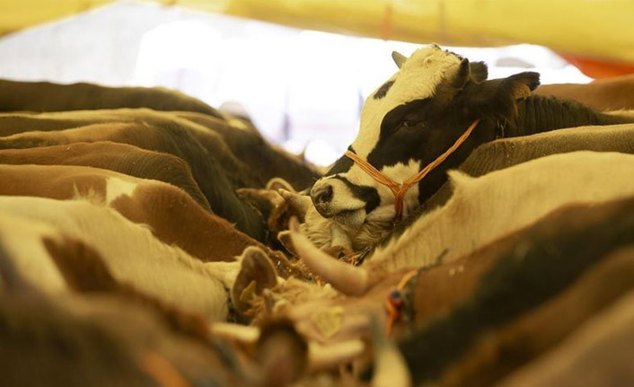 Diyanetten Kurban Bayramı tebliği! Kurbanlar böyle kesilecek