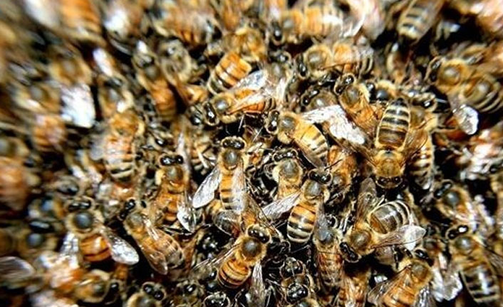 Arıların saldırısına uğrayan kişi hayatını kaybetti