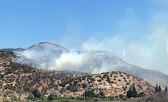 Aydın'da 30 hektar alan kül oldu