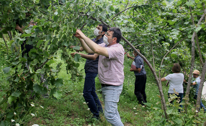 Trabzon’da fındıkta rekolte tespitine başlandı