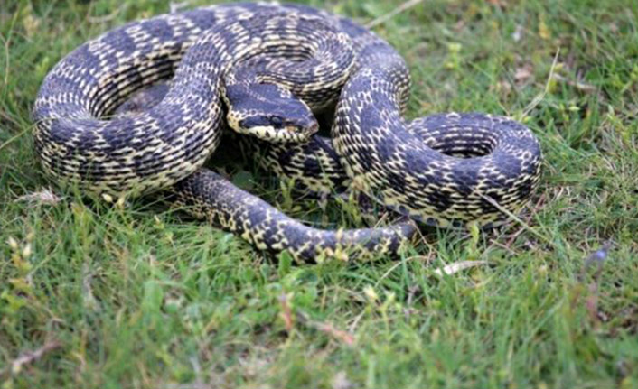 Trabzon'da da sık görülüyorlar! Yılanlar depremin habercisi mi?