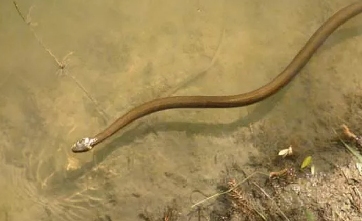 Koruma altındaki yılanı öldürdü cezayı yedi